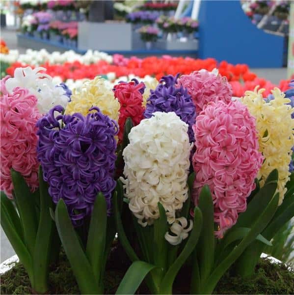 What to Do with Faded Hyacinths: Proven Post-Bloom Care for Next Year s Blooms