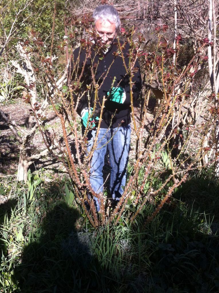 Safely Prune Roses: Avoid Thorn Injuries with This Proven Gardening Hack