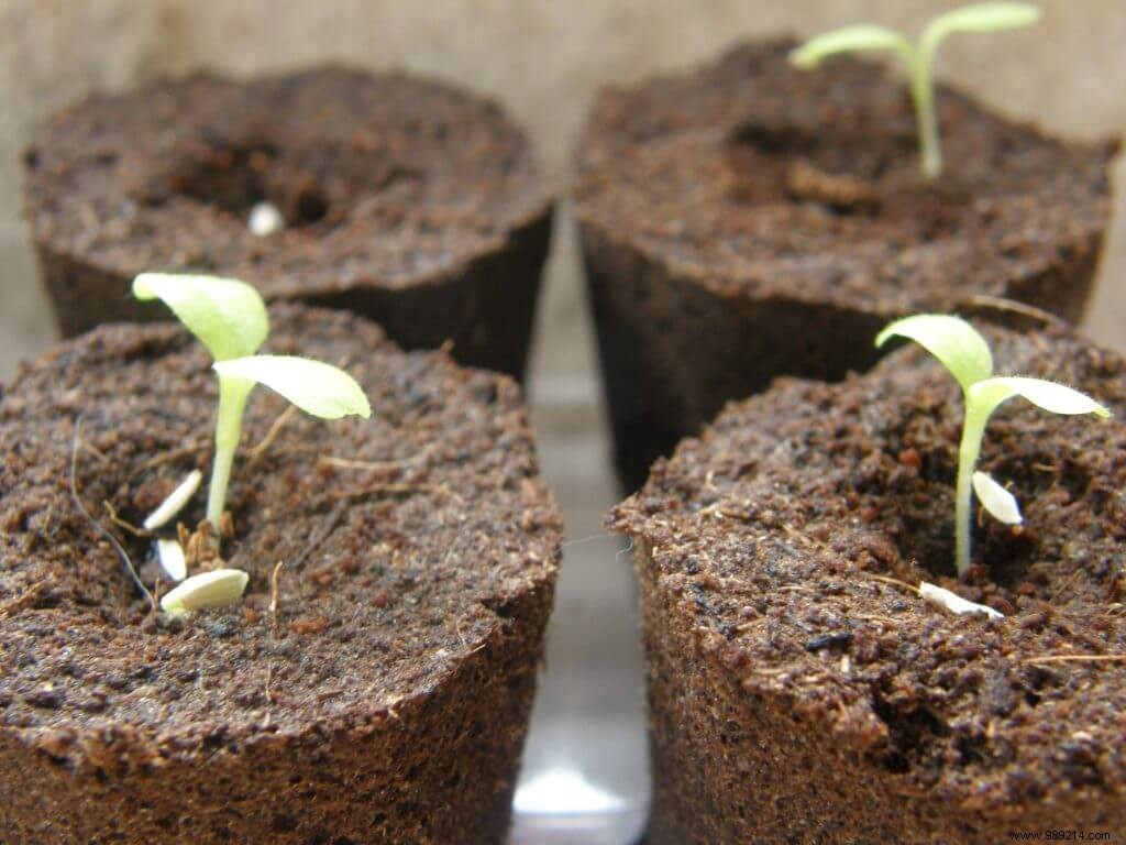 Essential May Gardening Tasks: Transplanting, Weeding, Planting, and Fertilizing