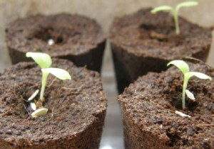 Essential May Gardening Tasks: Transplanting, Weeding, Planting, and Fertilizing