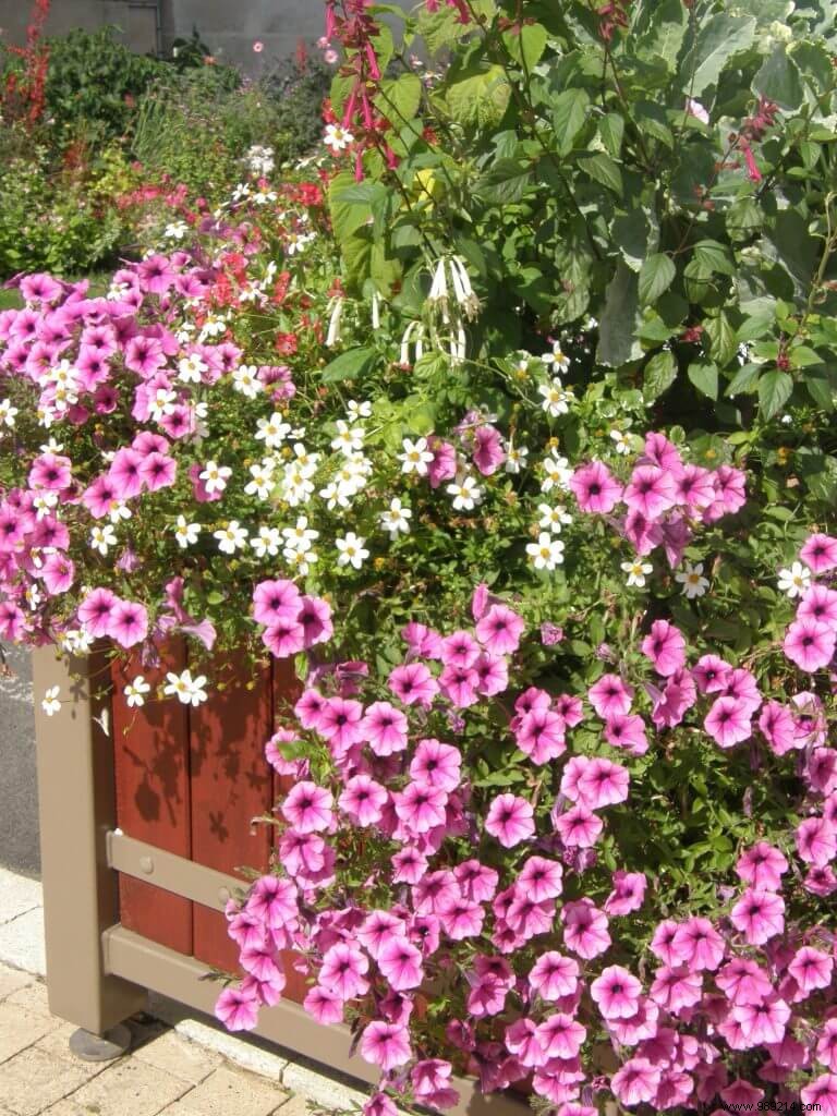 Best Potting Soil for Planters: Expert Guide to Thriving Container Gardens