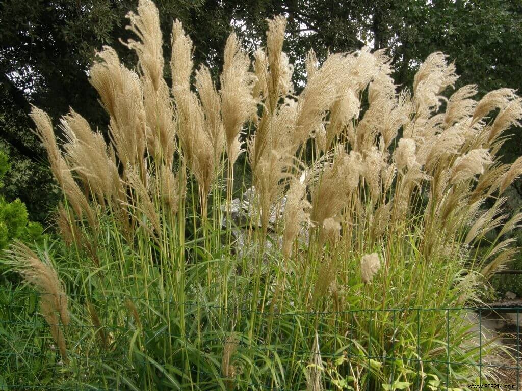 Expert Guide: Pruning and Dividing Blue Fescue Ornamental Grasses for Healthy Revival