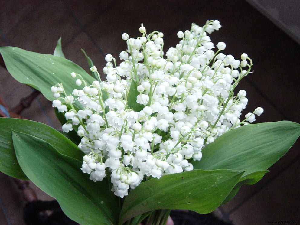 Lily of the Valley After Bloom: Where to Plant and Care for Your May Gift