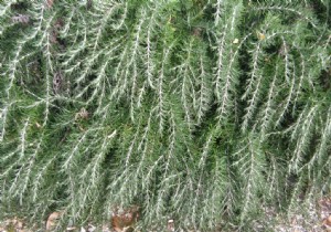 Expert Guide: How to Prune Lavender, Santolina, and Rosemary for Lush, Healthy Growth