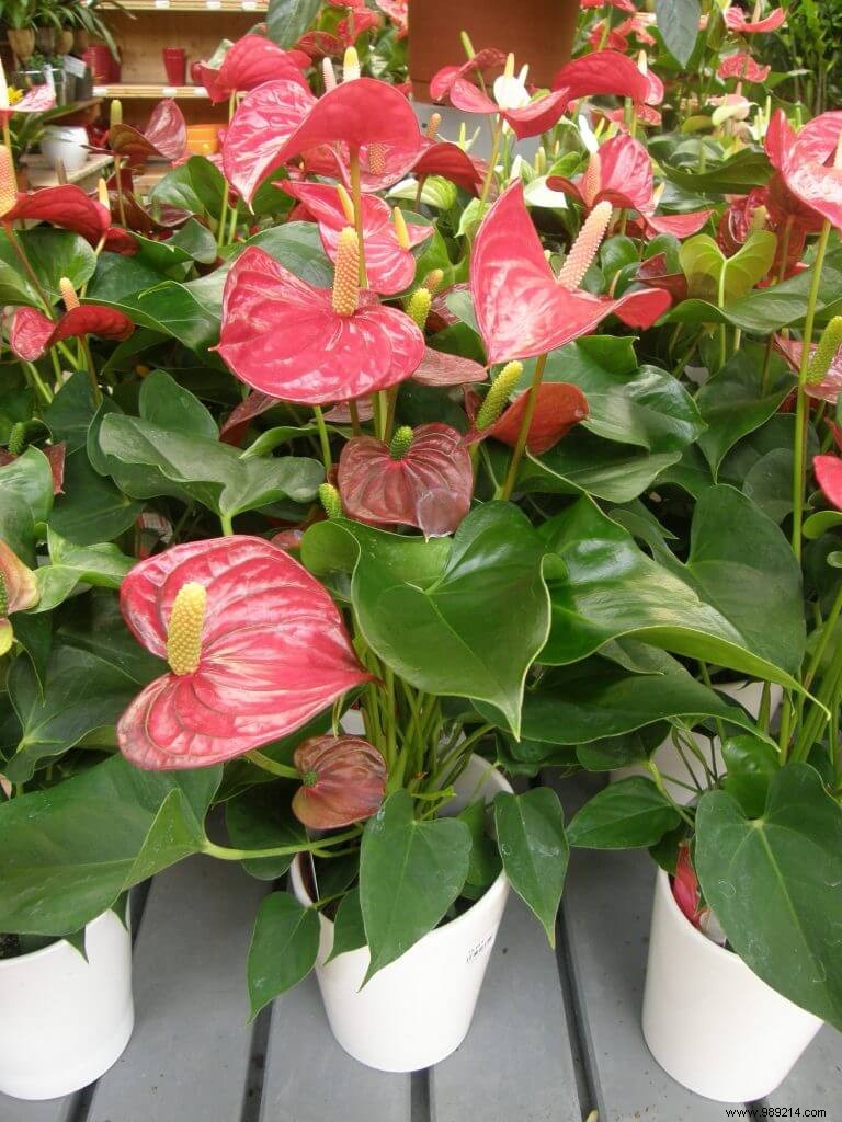 Expert Tips to Keep Flowering Plants Thriving After Gifting