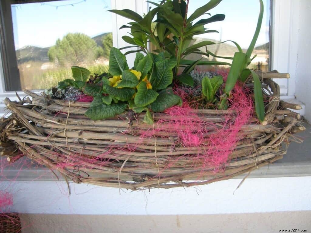 Expert Tips to Keep Flowering Plants Thriving After Gifting