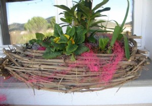 Expert Tips to Keep Flowering Plants Thriving After Gifting