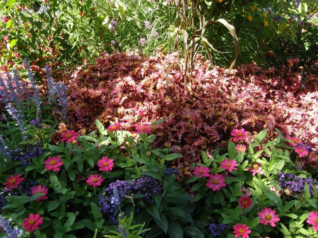 Understanding Sun, Semi-Shade, and Shade Plants: Expert Placement Tips