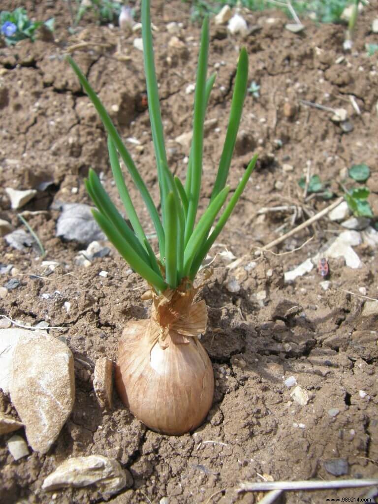 Transplant Spring Onions This Fall for Abundant Spring Harvests