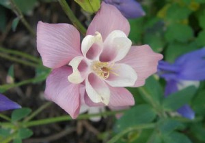 Compact Perennials That Stay Upright: Proven Varieties from a Seasoned Gardener