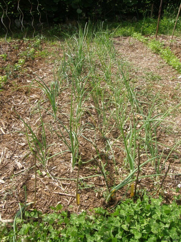 Transplant Spring Onions This Fall for Abundant Spring Harvests