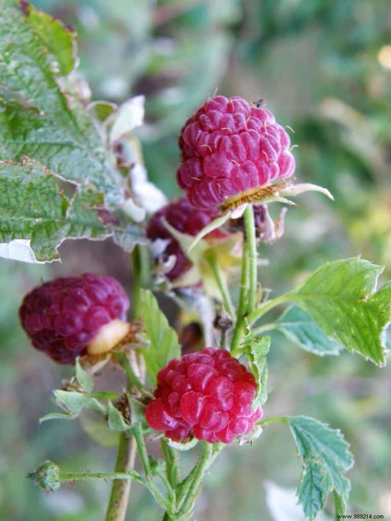 Expert Guide: Late Summer Raspberry Care – Harvesting, Pruning, and Maintenance Tips