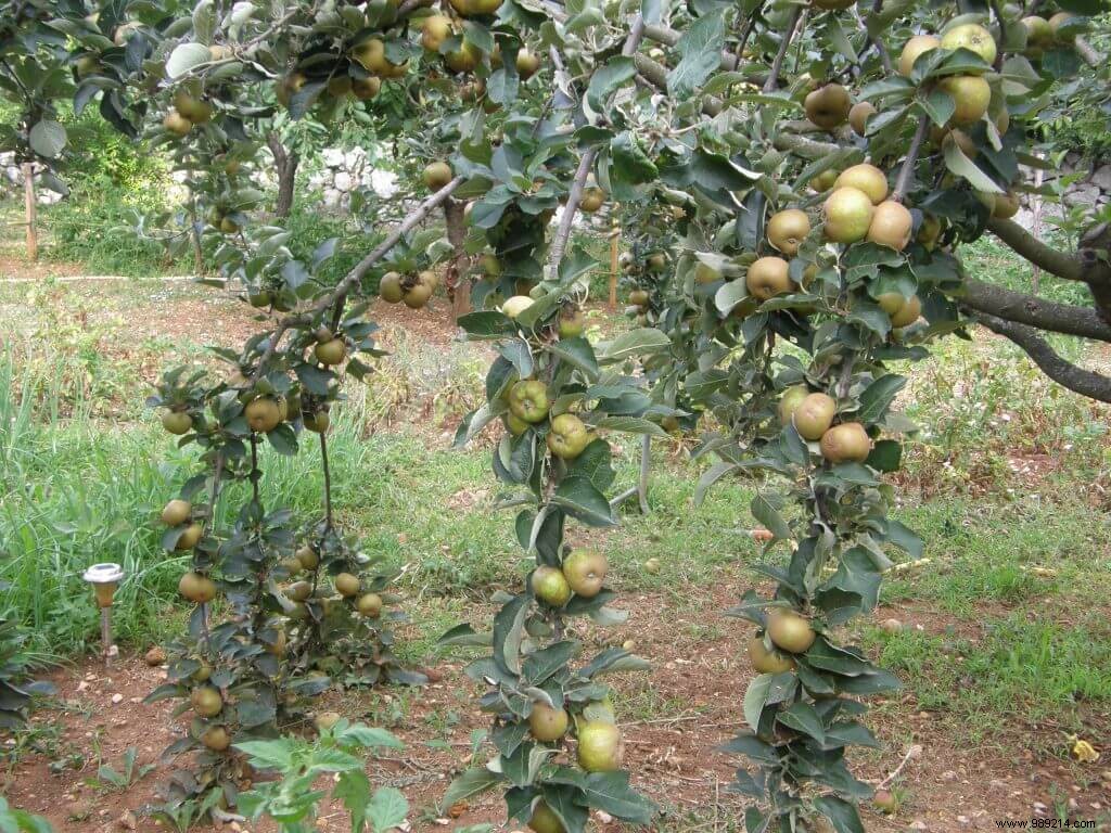 Expert Guide to Natural Fruit Tree Maintenance for Bountiful Harvests