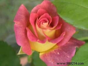 Choosing the Best Rootstock for Roses: Pros, Cons, and Expert Insights