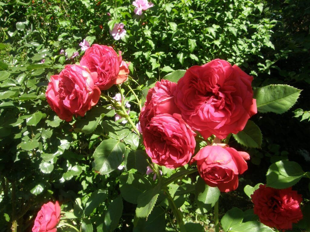 Expert Guide: How to Choose the Perfect Rosebush for Your Garden
