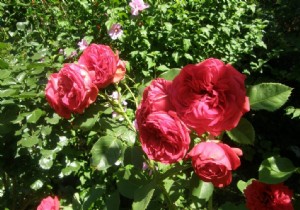 Expert Guide: How to Choose the Perfect Rosebush for Your Garden