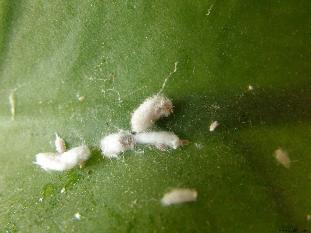 How to Effectively Combat Mealybugs on Indoor Plants