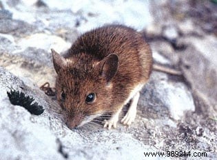 How to Deter Field Mice from Your Composter: Proven Expert Tips