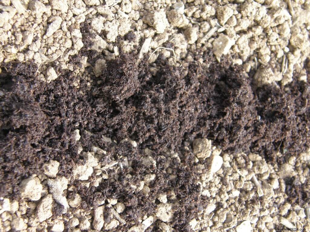 Best Fall Fertilizers for Your Garden: Expert Recommendations and Dosages