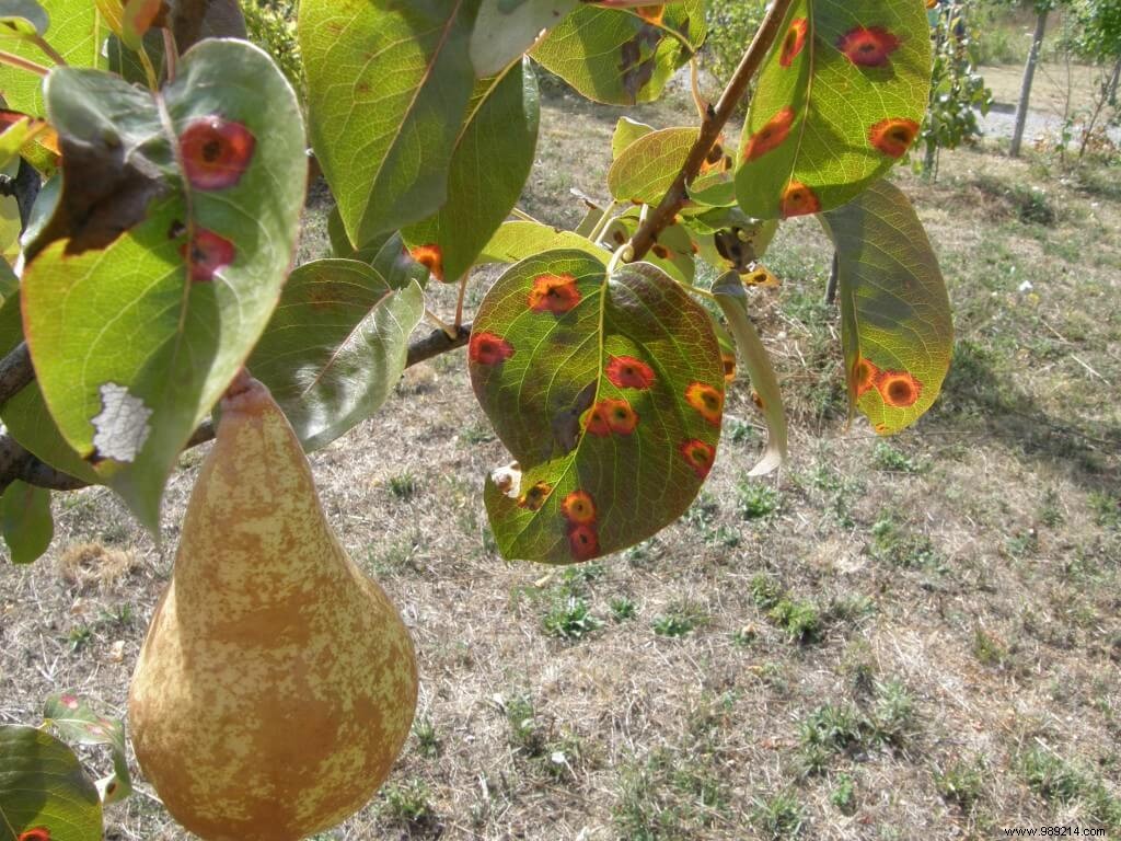Pear Trellis Rust: Early Detection, Symptoms, and Proven Treatments