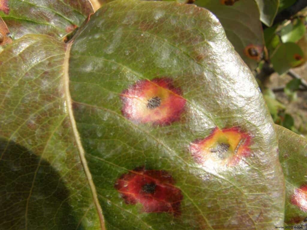 Pear Trellis Rust: Early Detection, Symptoms, and Proven Treatments