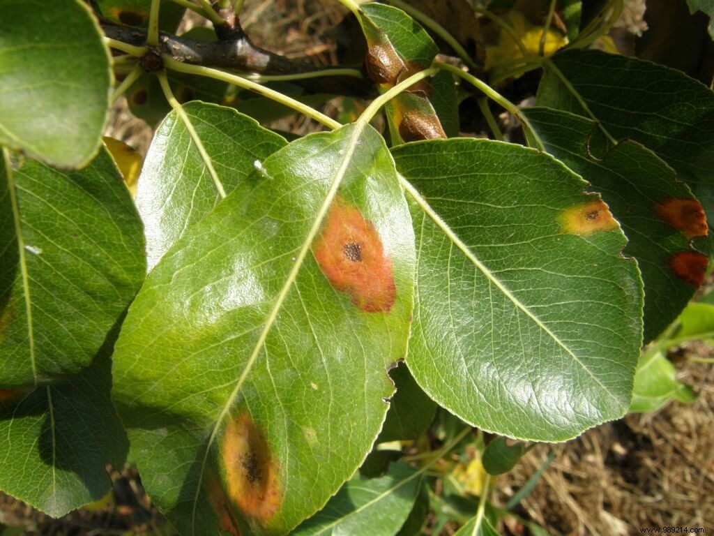 Pear Trellis Rust: Early Detection, Symptoms, and Proven Treatments
