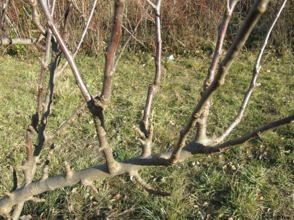 Expert Winter Treatments for Fruit Trees: Curative and Preventive Protection