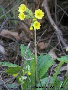 Enhancing Garden Biodiversity: Proven Benefits and Practical Strategies