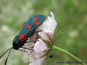 Enhancing Garden Biodiversity: Proven Benefits and Practical Strategies