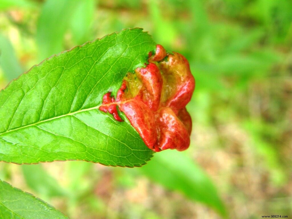 Peach Leaf Curl: Proven Steps to Save Your Tree After Prevention Fails