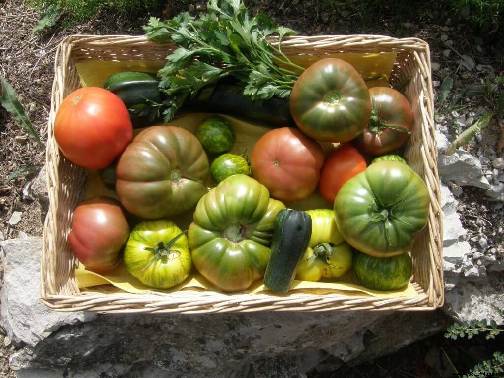 Big Harvests from Small Gardens: Profitable Vegetable Gardening on a Budget