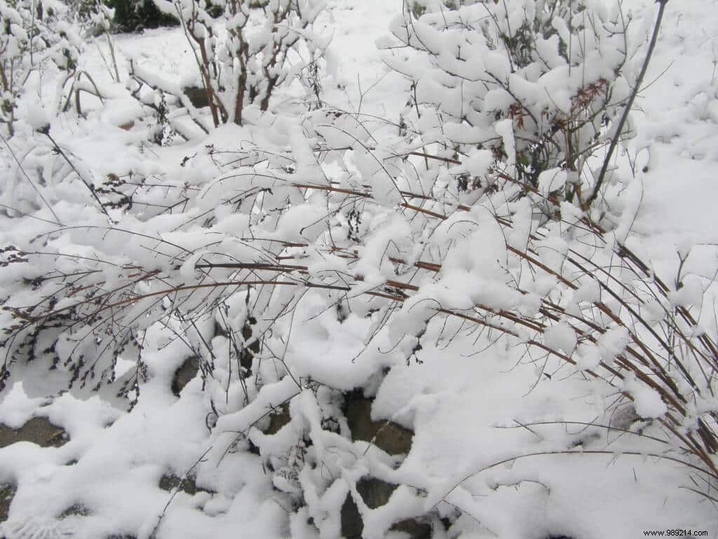 Essential Winter Gardening: Tool Disinfection and Snow Management