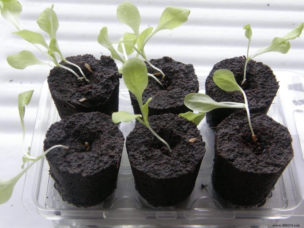 May Gardening Essentials: Transplant Seedlings, Pinch Tomatoes, and Mulch for a Thriving Garden