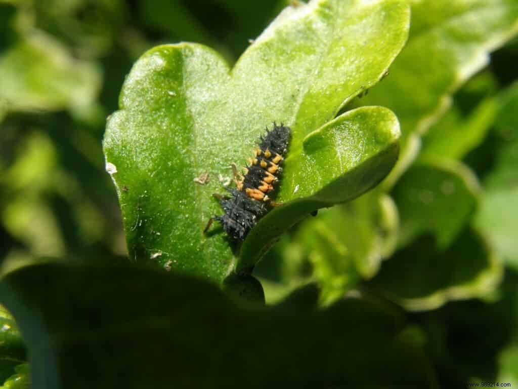 Garden Helpers: Beneficial Animals and Insects for Natural Pest Control
