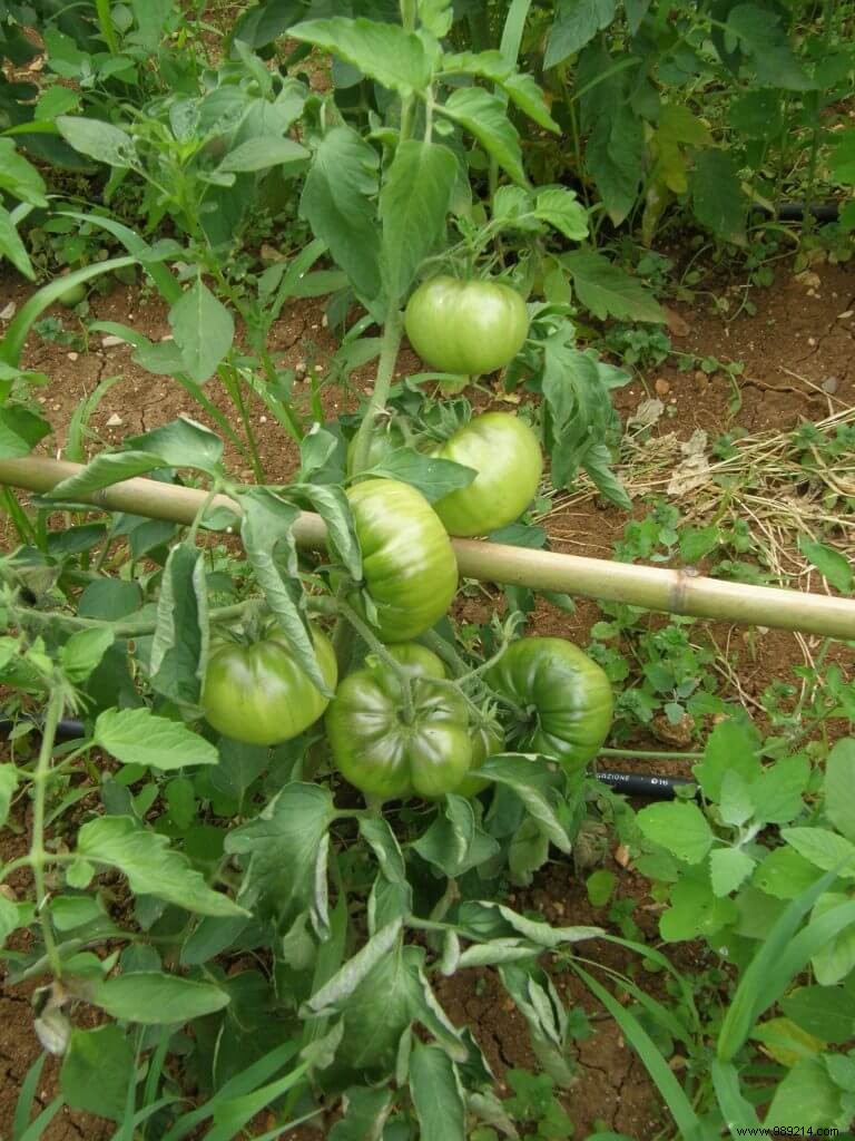 Tomato Pruning Debate: Pinch Suckers or Let Plants Thrive Naturally?