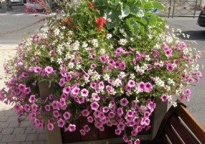 Expert Guide to Refreshing Flower Pots and Caring for Fading Spring Bulbs