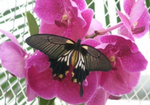 Top Plants to Attract Butterflies and Host Caterpillars