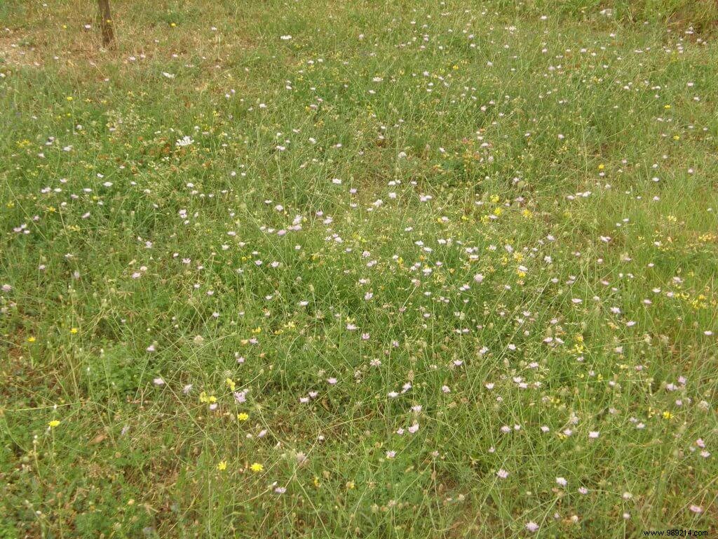 Differentiated Management: Boosting Garden Biodiversity with Selective Mowing