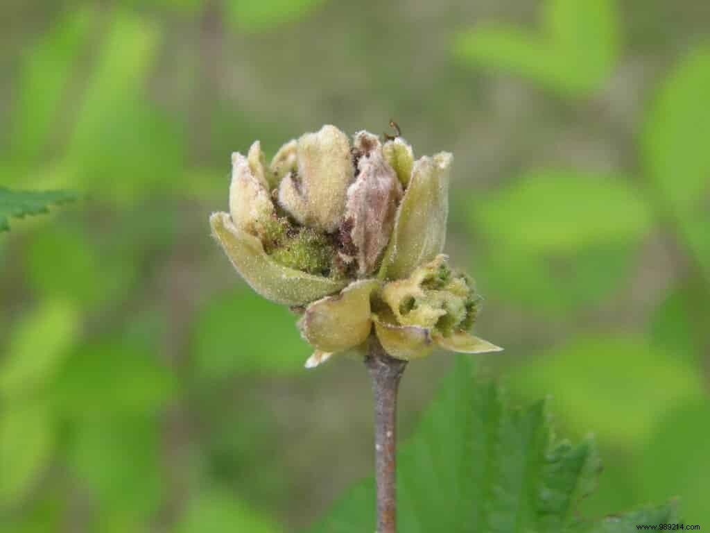 Managing Hazel Mites: Effective Control for Healthy Hazelnut Harvests