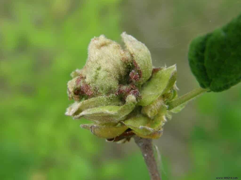 Managing Hazel Mites: Effective Control for Healthy Hazelnut Harvests