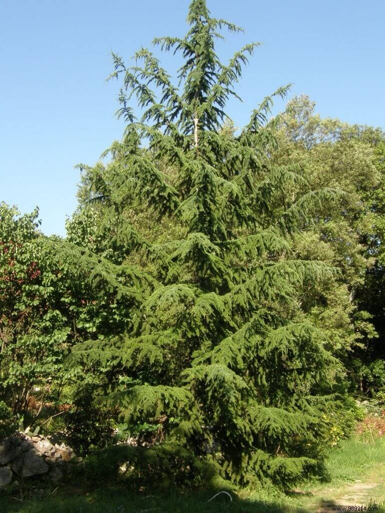 Expert Guide: How to Successfully Replant Your Christmas Tree After the Holidays