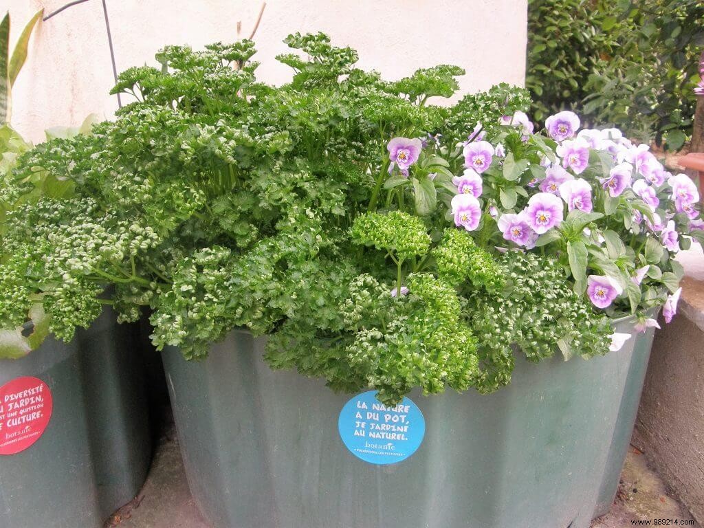 Extend Your Parsley Season: Make Freezer Butter Cubes Before Frost Hits