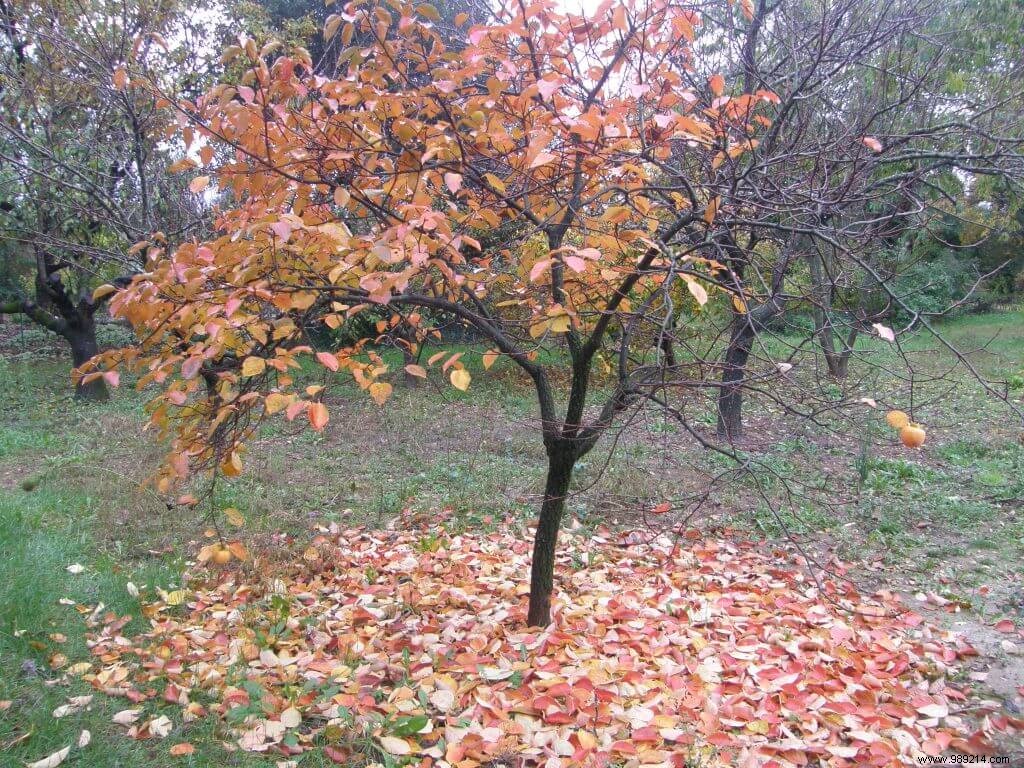 Harvesting Persimmons After the First Frosts: Ripening Tips for Perfect Kaki