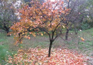 Harvesting Persimmons After the First Frosts: Ripening Tips for Perfect Kaki