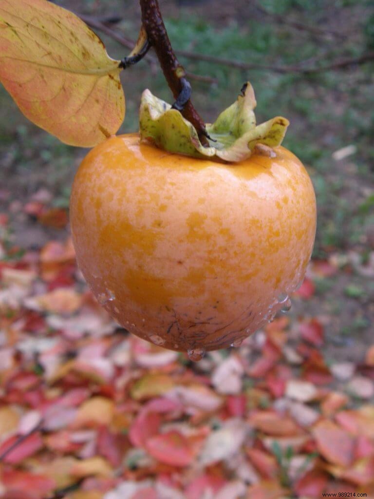 Harvesting Persimmons After the First Frosts: Ripening Tips for Perfect Kaki