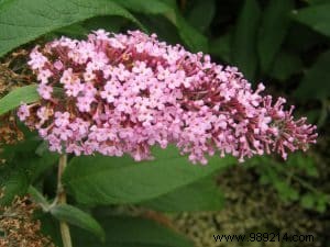 Expert Guide: Pruning Summer-Flowering Shrubs and Watering After Winter Thaw