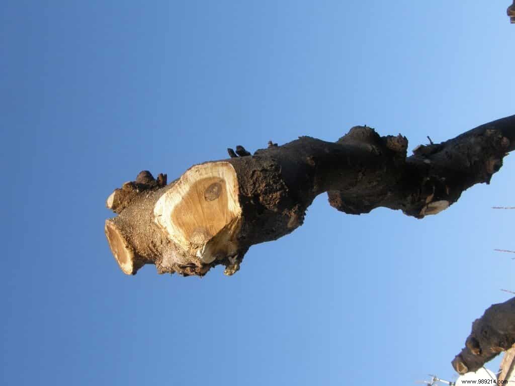 Essential February Garden Care: Winter Protection and Safety Tips