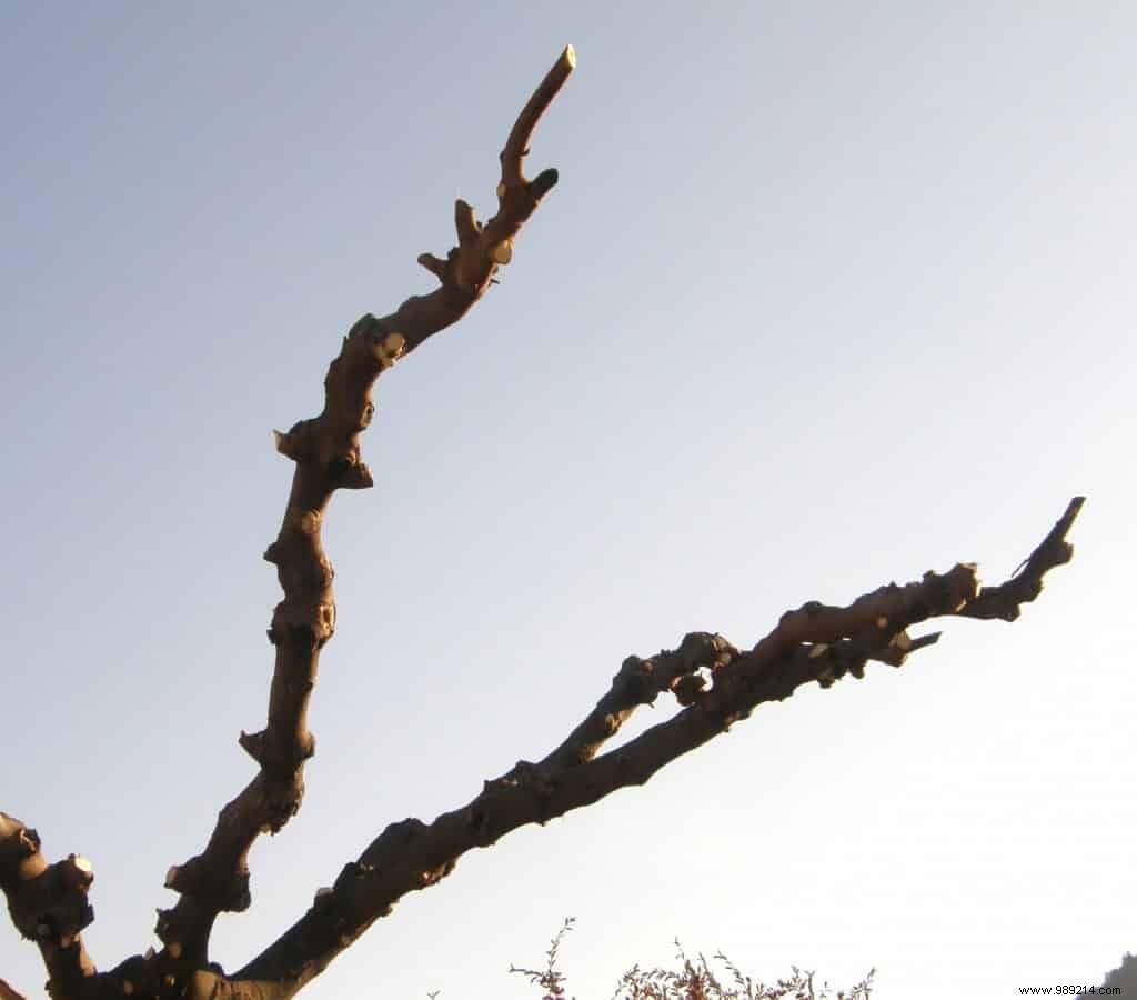 Plane Mulberry Tree Pruning Mistakes: What Not to Do
