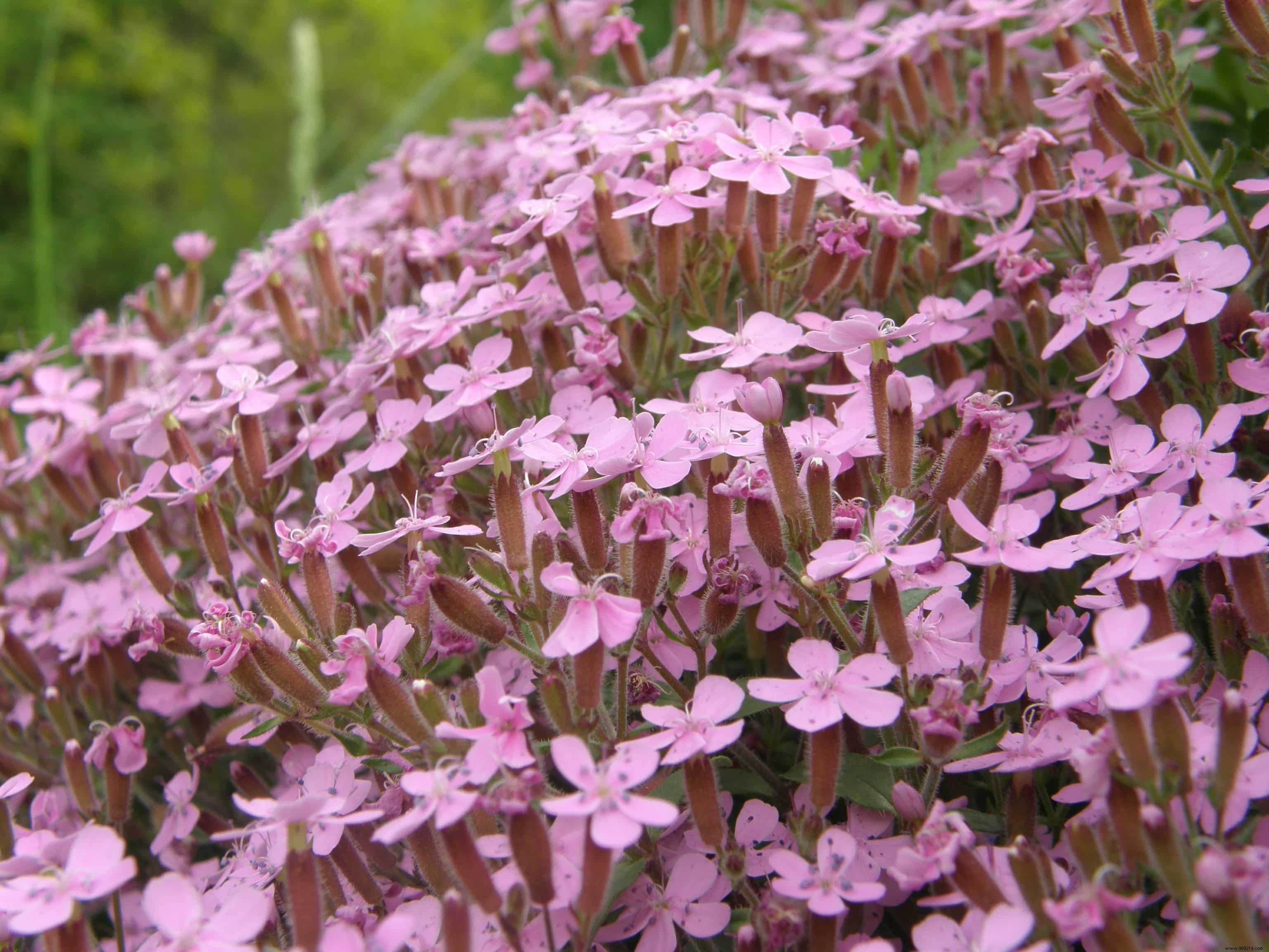 Biennial vs. Perennial Plants: Key Differences from Botanical and Gardening Perspectives