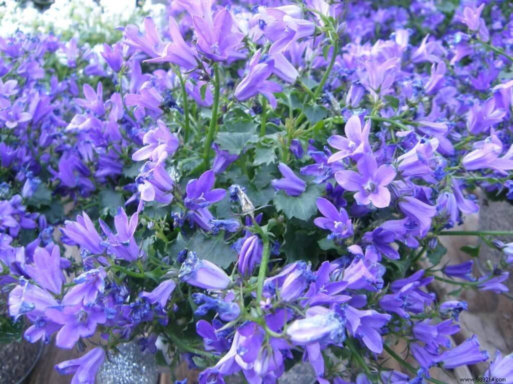 Biennial vs. Perennial Plants: Key Differences from Botanical and Gardening Perspectives